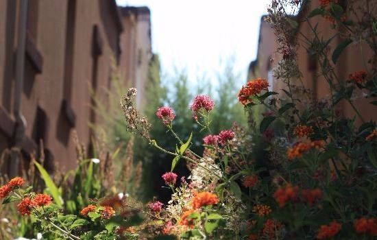 Neighborhood landscaping